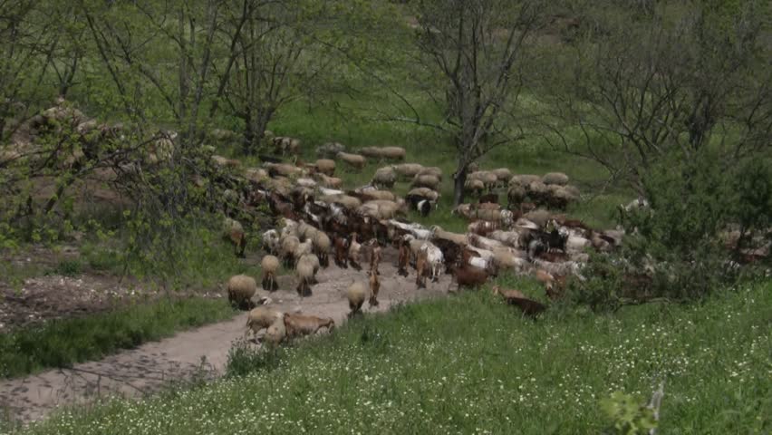 Sheep, goat, shepherd