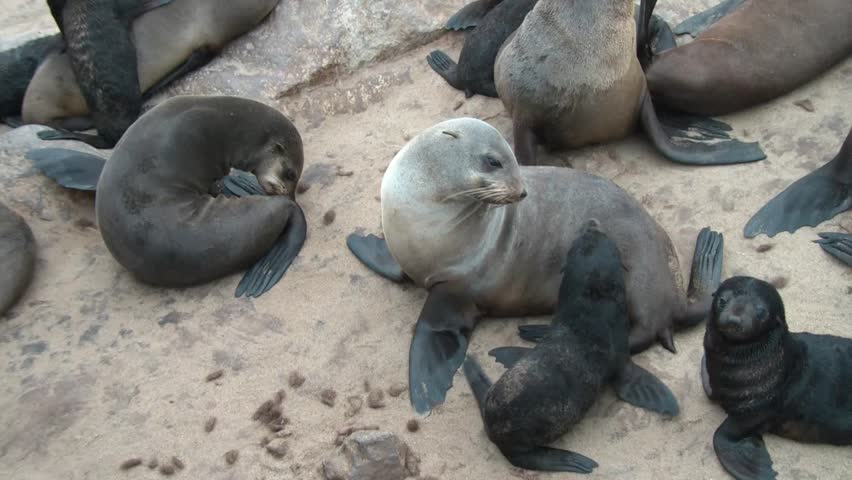 Cape Cross colony of seals in Namibia,