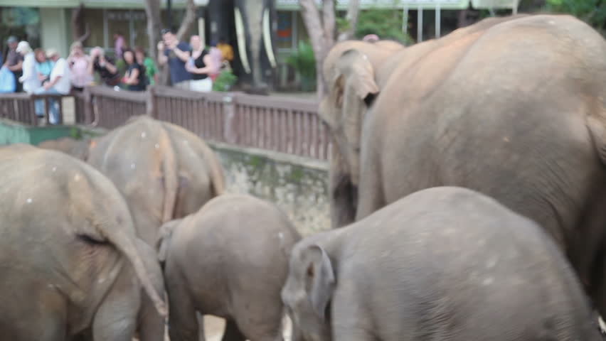 Elephants walk, Pinnawela in Sri Lanka