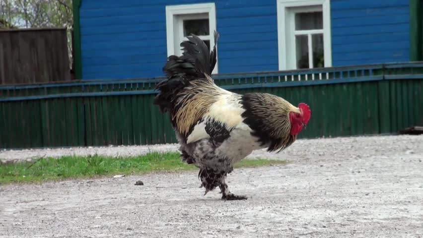 Proud rustic rooster
