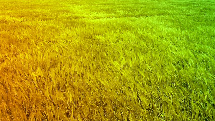 Green Orange Wheat Autumn Field Waves Moved by Summer Wind Crane Shot Background