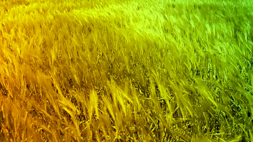 Ripe Grass Field Waved by Autumn Wind Nature Background HD