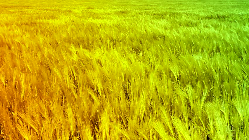 Green Wheat Field Waves Moved by Summer Wind Nature Pan Shot Background HD