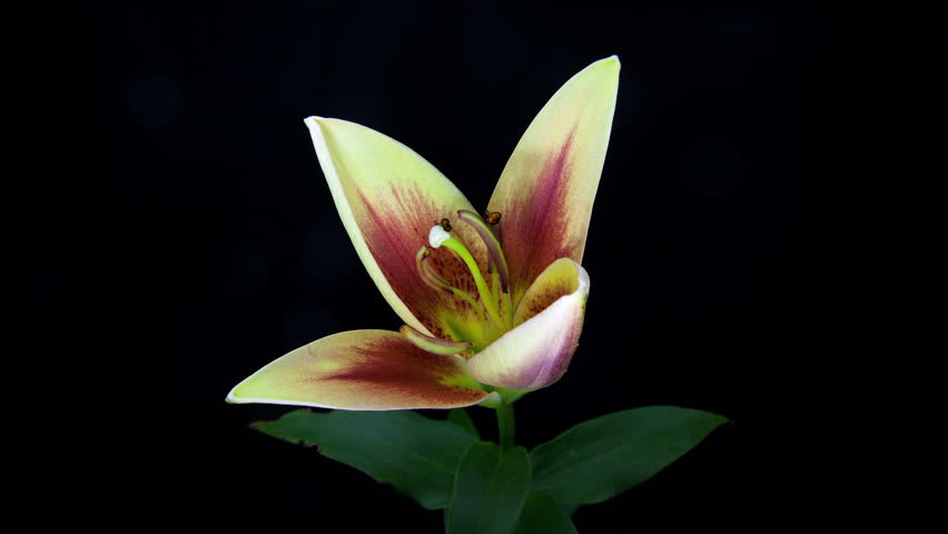 Timelapse of light yellow and red lily flower blooming on black background.