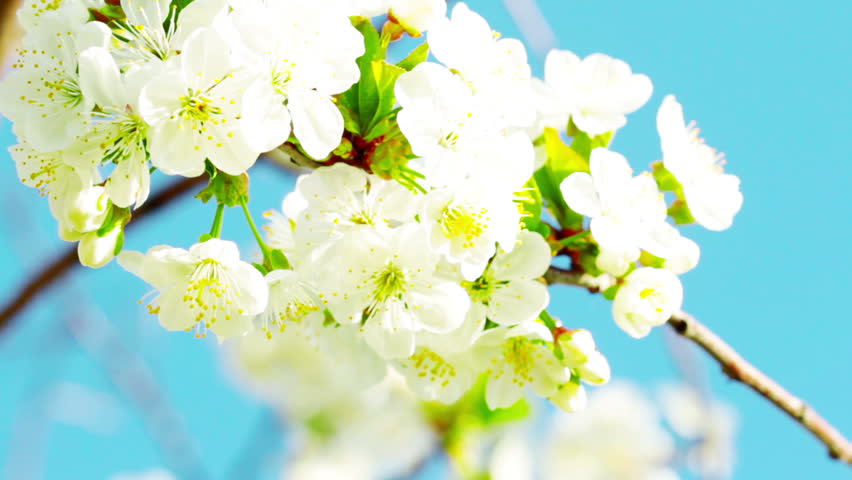 apricot flowers blooming in spring