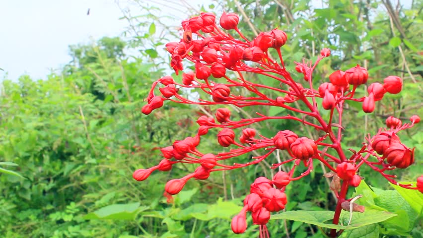 red flower blooming