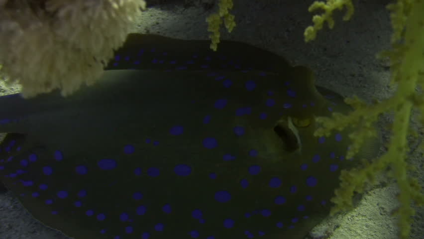 Close-up STINGRAY - Handsome Blue-spotted Sting Ray in the Red Sea