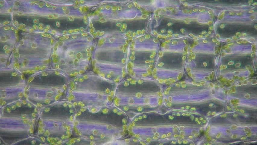 Chloroplasts in the living cells of lily under microscope (phase-contrast method) , magnification 400X 