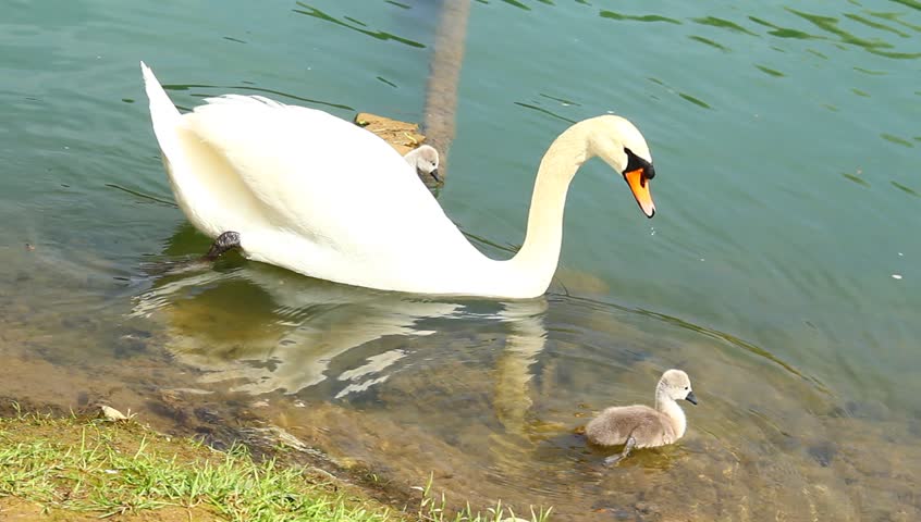 Young swan family on the coast of emerald river.