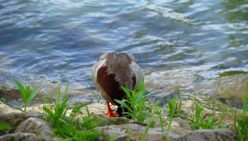Ducks near the river coast.