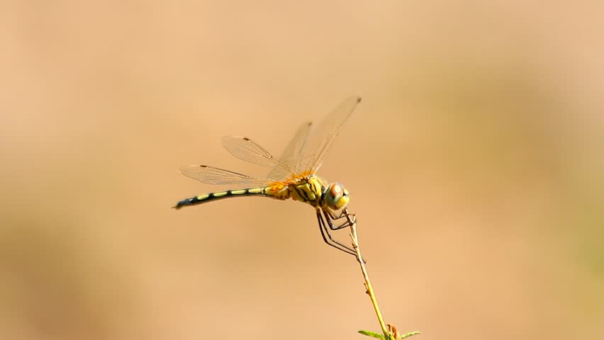 Yellow dragonfly on the branch.
