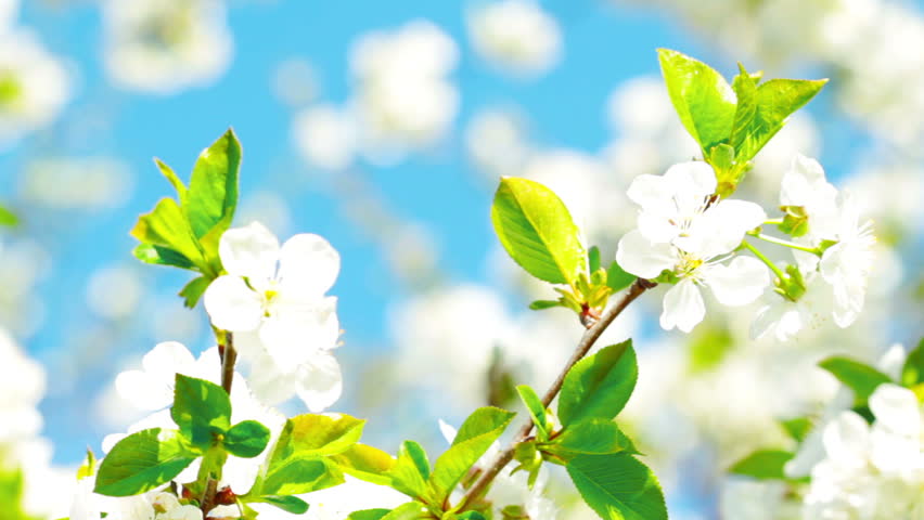apricot flowers blooming in spring