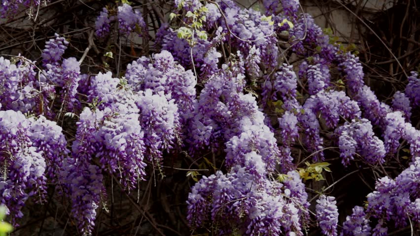 wistaria