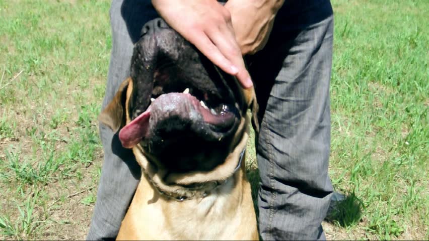playful dog bullmastiff. face close up. man hands played with a puppy face