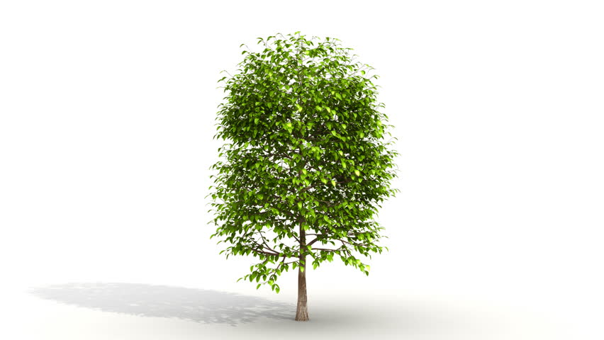 Tree Grows From Sapling. Comes With Alpha. Stock Footage Video 1034995