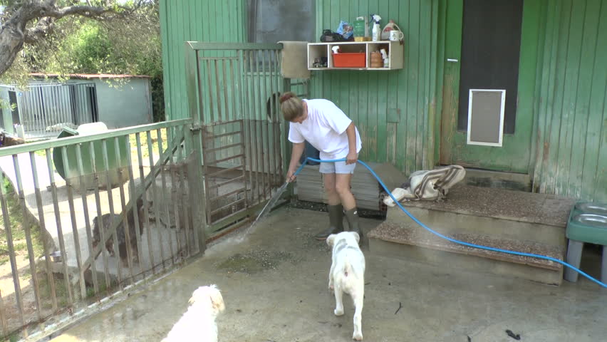 Female volunteer washing the floor in a dog sanctuary