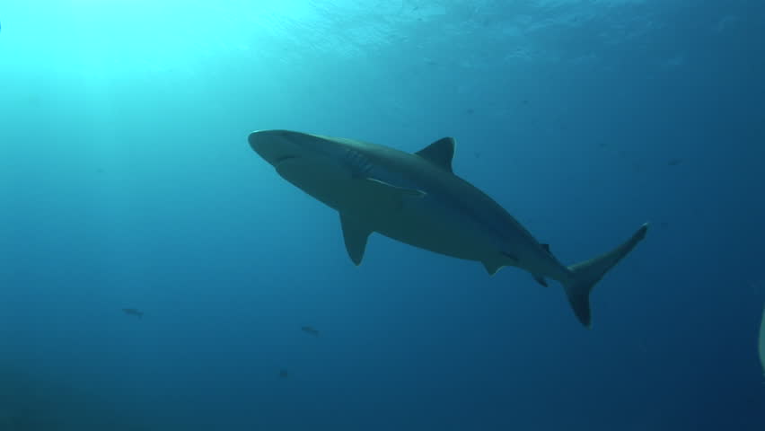 silver tip shark in back light
