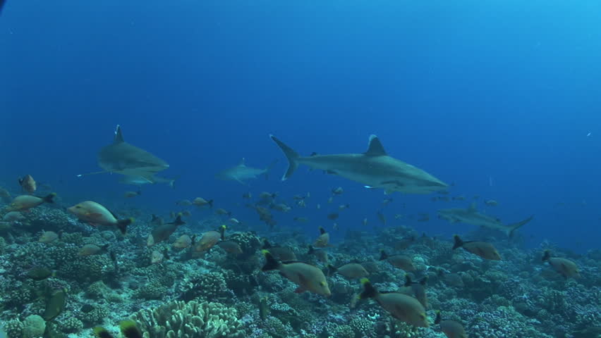 silver tip sharks cruising the reef