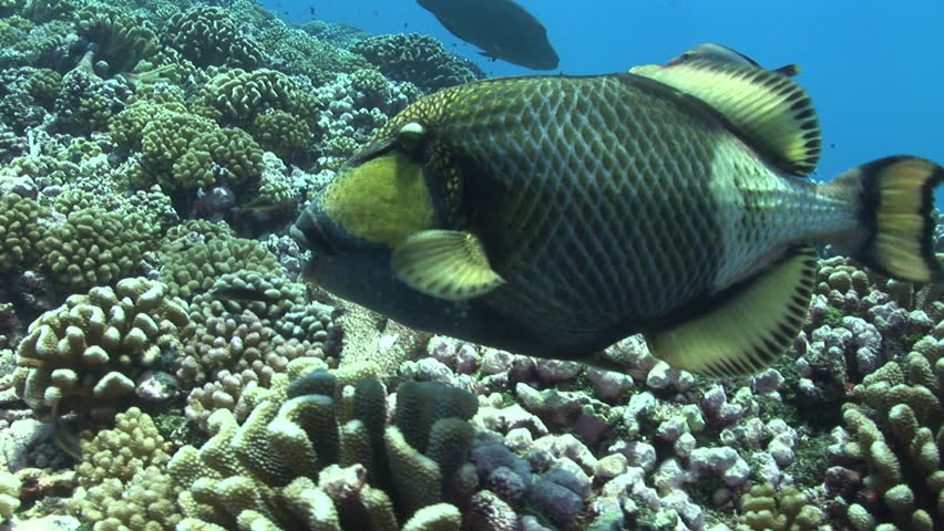titan triggerfish moving rocks and corals, close up