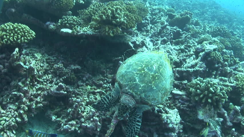 hawksbill turtle feeding on a coral reef