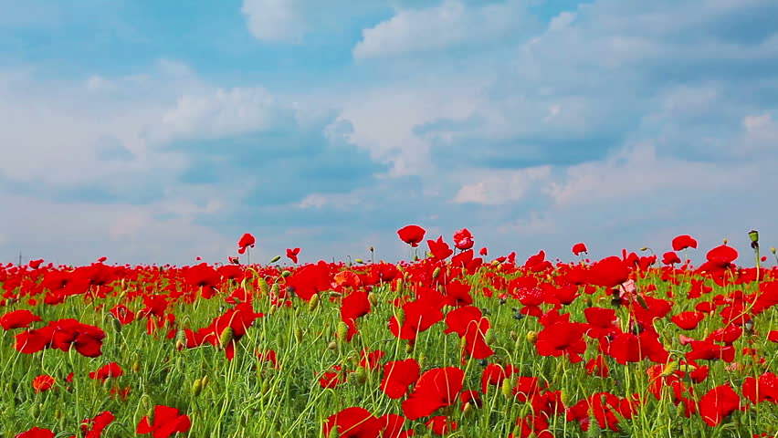 field of red poppies and cloudy sky