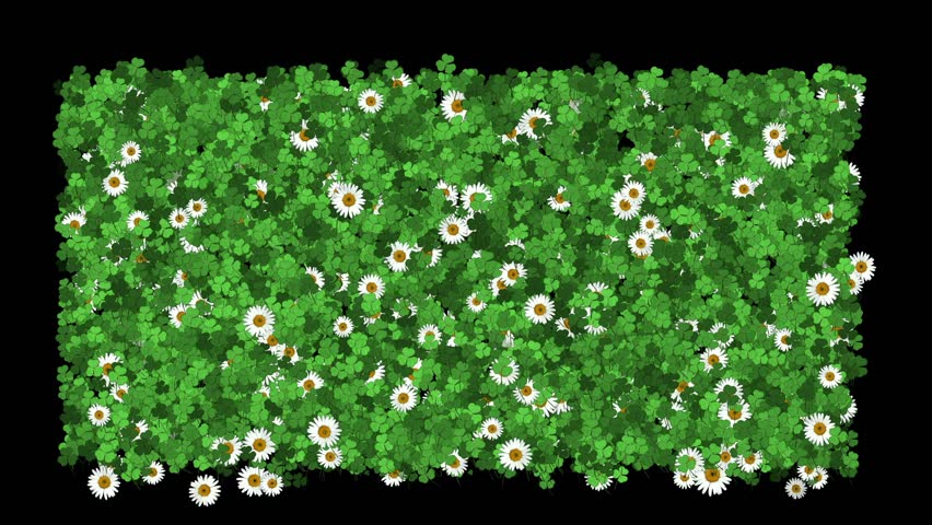 clover & white daisy.