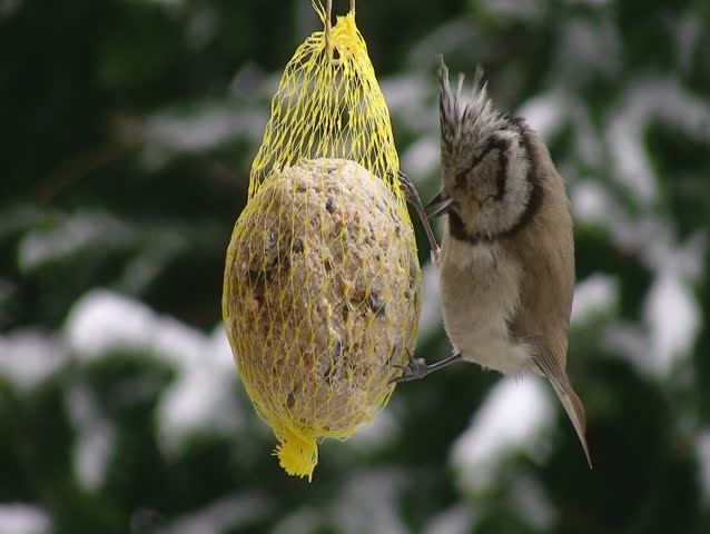 Pair of crested tits in winter