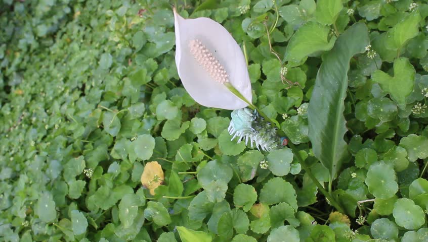 green caterpillar crawling on leaves