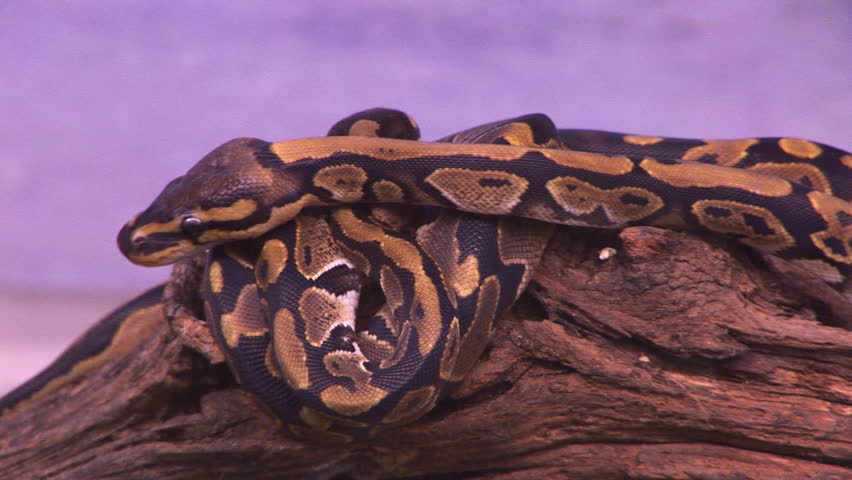 a baby ball python slithers across another baby snake