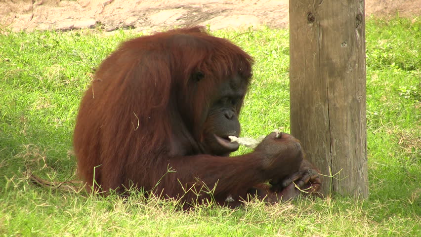 Video of a female Orangutan eating in the Gladys Porter Zoo sanctuary in Brownsville TX. A distinct look. Wildlife monkey from Asia playing.  Don Despain of Rekindle Photo