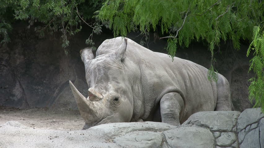 Video of a Rhino in the Gladys Porter Zoo sanctuary in Brownsville TX. Laying down resting. Wildlife from Africa.  Don Despain of Rekindle Photo