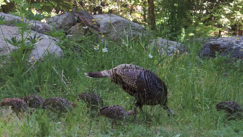 Wild turkey hens (Meleagris gallopavo) and chicks forage in the Sierra foothills of Northern California.