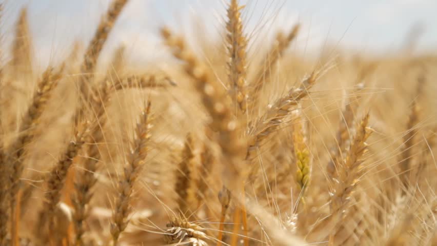 Summer Nature Wheat Field Golden Grain Organic Bread Food Concept Background HD