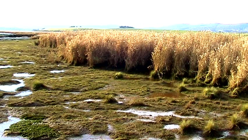 The edge of a swamp