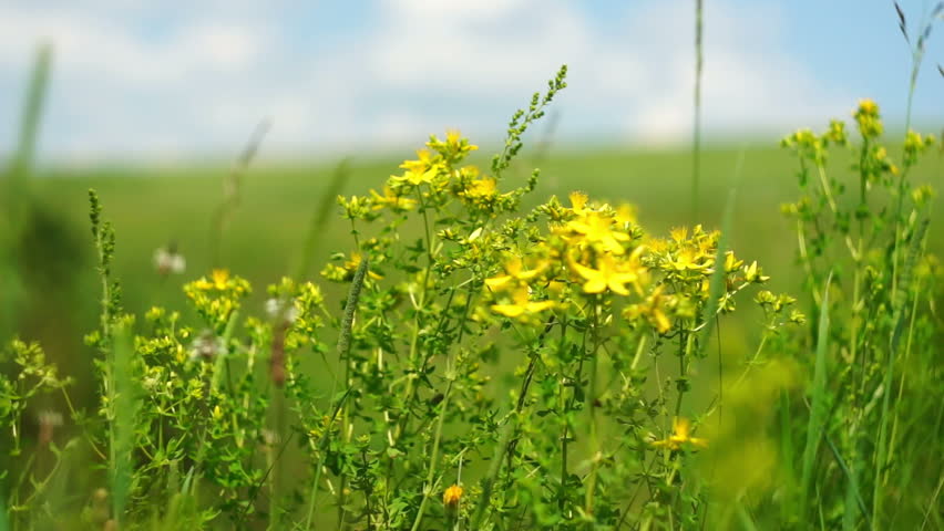 St. John's wort flowers on a windy sunny day