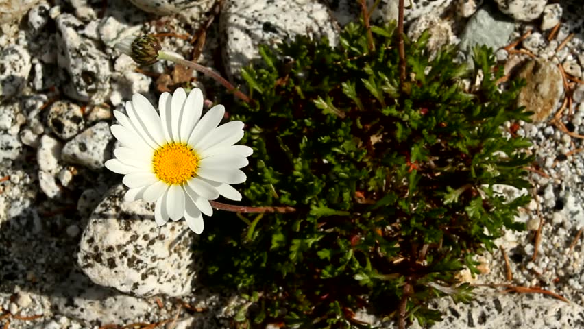 Beautiful daisy flower natural background