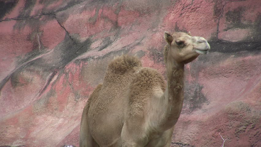 Video closeup Camel chewing food Gladys Porter Zoo sanctuary Brownsville TX. Eating and walking. Wildlife from Africa desert areas of the world.  Closeup head and face. Don Despain of Rekindle Photo