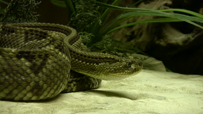 Video closeup of a Diamondback Rattlesnake coiled in the Gladys Porter Zoo sanctuary in Brownsville TX. Wildlife from deserts of the USA. Don Despain of Rekindle Photo