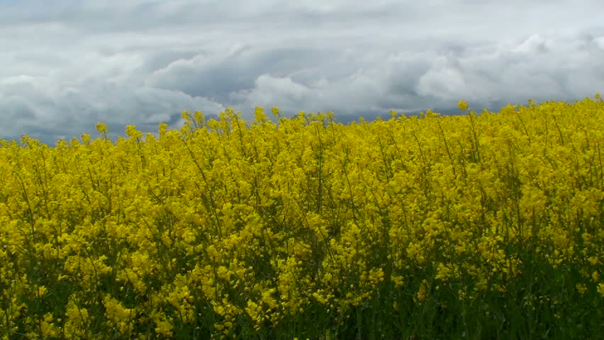 1920x1080 Rapeseed fields, their seeds used for varied industrial purposes, dominate farming area in France.