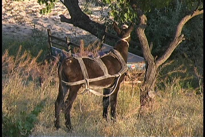 A working donkey