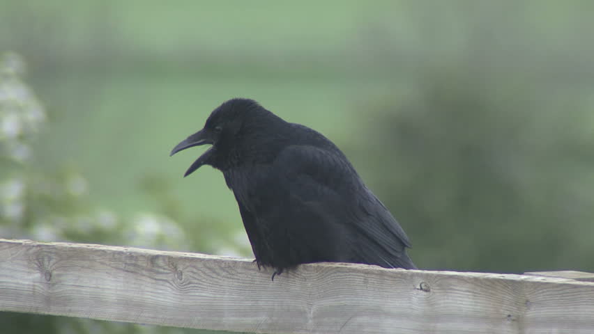 A Carrion Crow ejects a pellet of indigestible matter. HD.