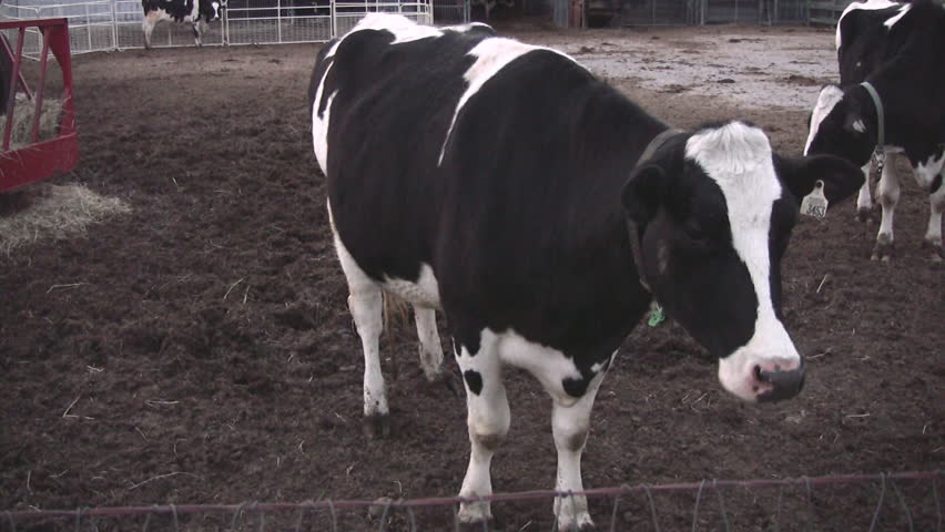 A friendly cow who has approached the fence and looks on with interest, while a more skiddish cow keeps its distance.