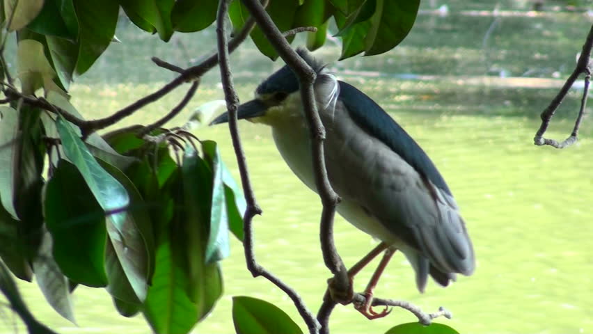 Egret on tree branch - HD