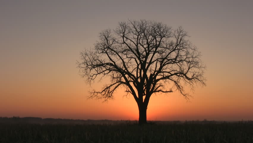 Tree with morning sunrise. Timelapse shot. Ontario, Canada.