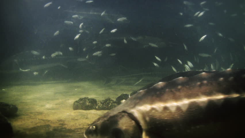 Underwater footage of various fishes and sting ray