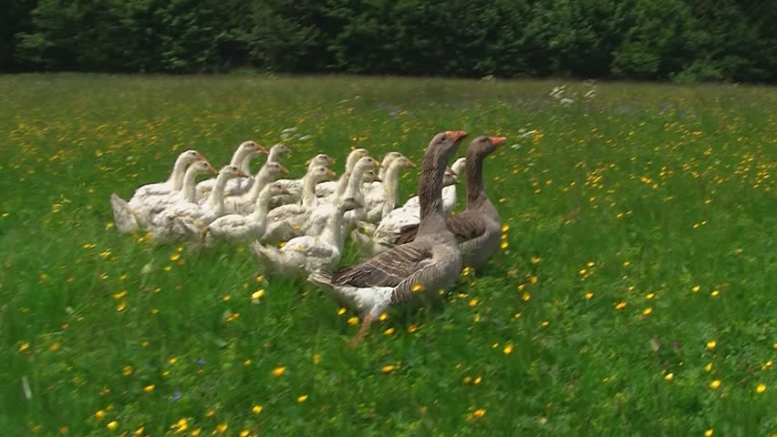 Geese family