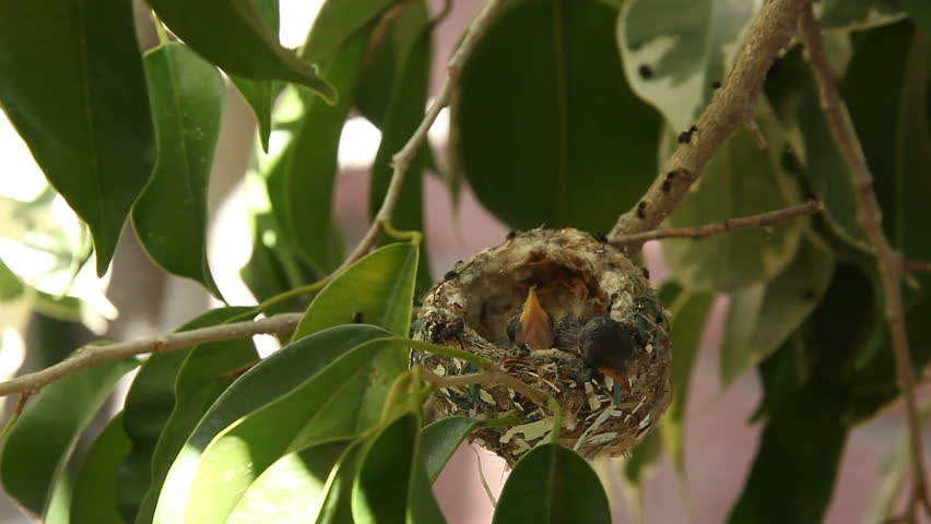 Two Hummingbird Baby Fledgelings Sleeping in their Nest