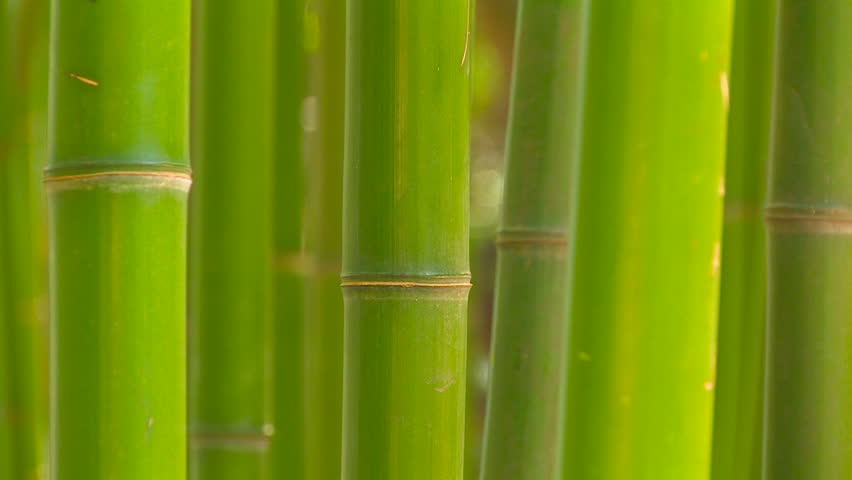 Bamboo Leaves - Background Animation For Home Videos, Vacation Movies