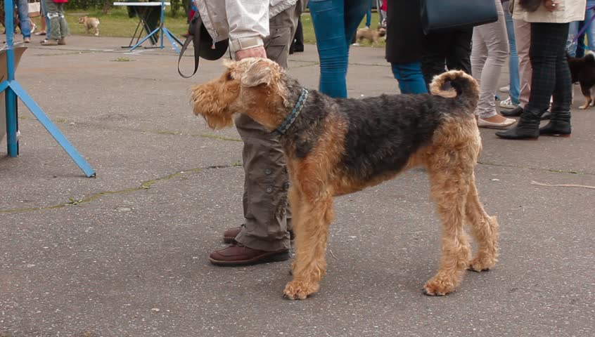 Header of Airedale terrier