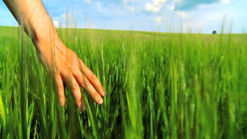 Hand brushing over heads of green barley in slow motion